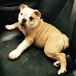 Meet your Posher, Meredith